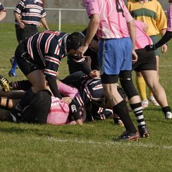 porc2008_007