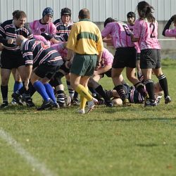 porc2008_031