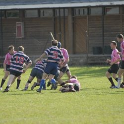 porc2008_038