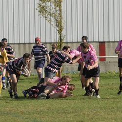 porc2008_049