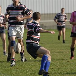 porc2008_073