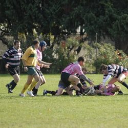 porc2008_076