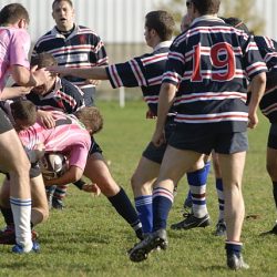 porc2008_105