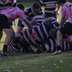 porc2008_155