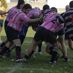 porc2008_184