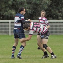 porc_2011_017