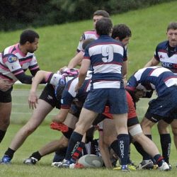 porc_2011_024