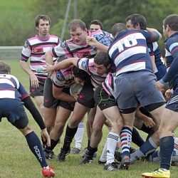 porc_2011_031