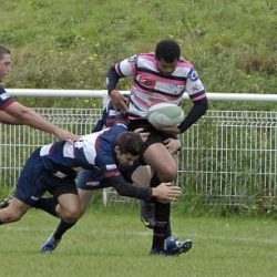 porc_2011_034